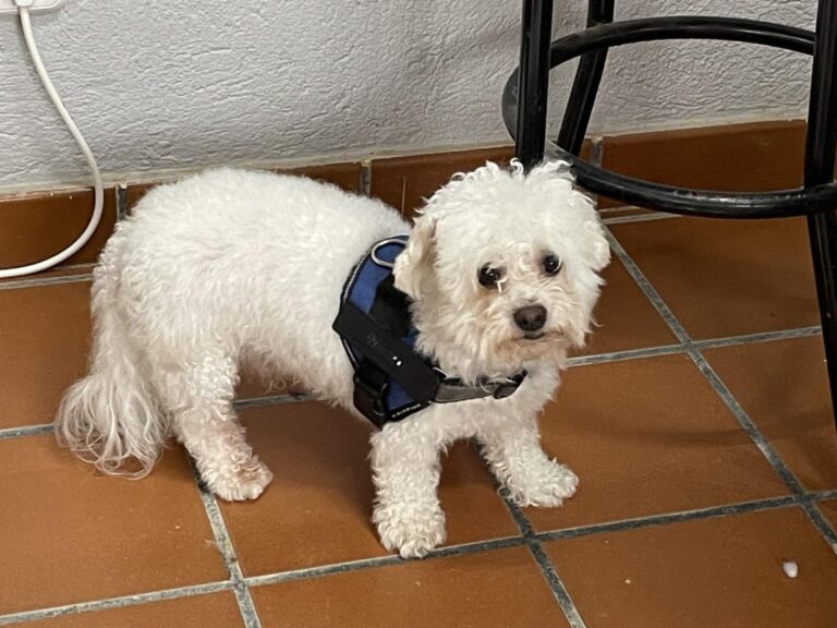 multimedia-foto85410-771-1