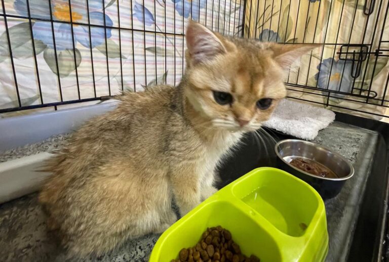 multimedia-foto85437-198-1