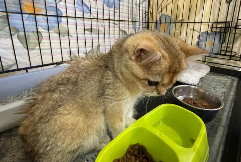 multimedia-foto85438-199-1