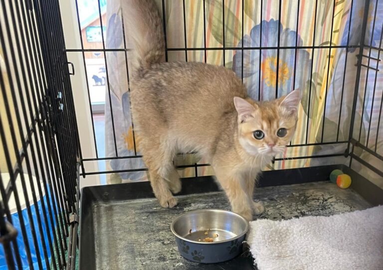 multimedia-foto85439-199-1