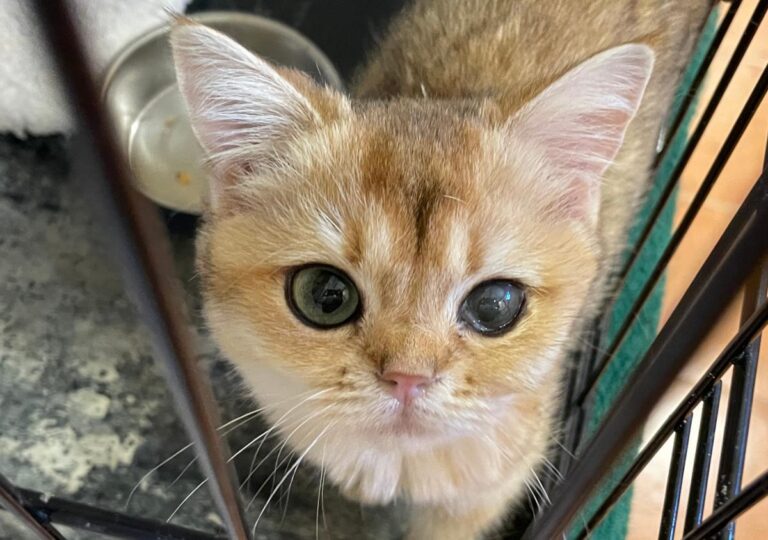 multimedia-foto85440-199-1