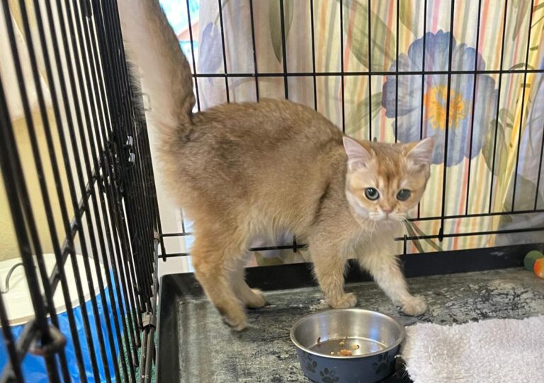 multimedia-foto85442-199-1