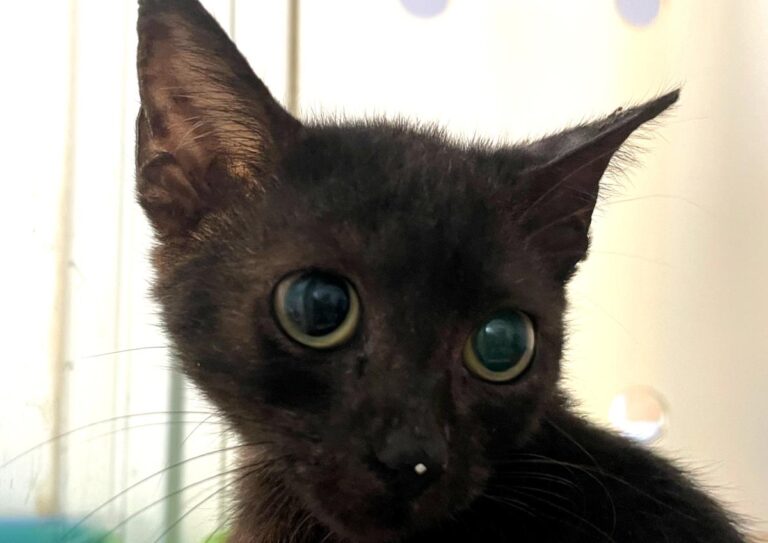 multimedia-foto85444-561-1