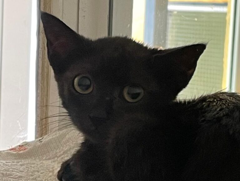 multimedia-foto85445-561-1