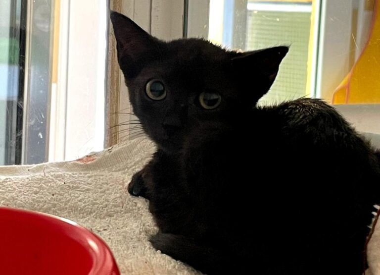 multimedia-foto85446-561-1