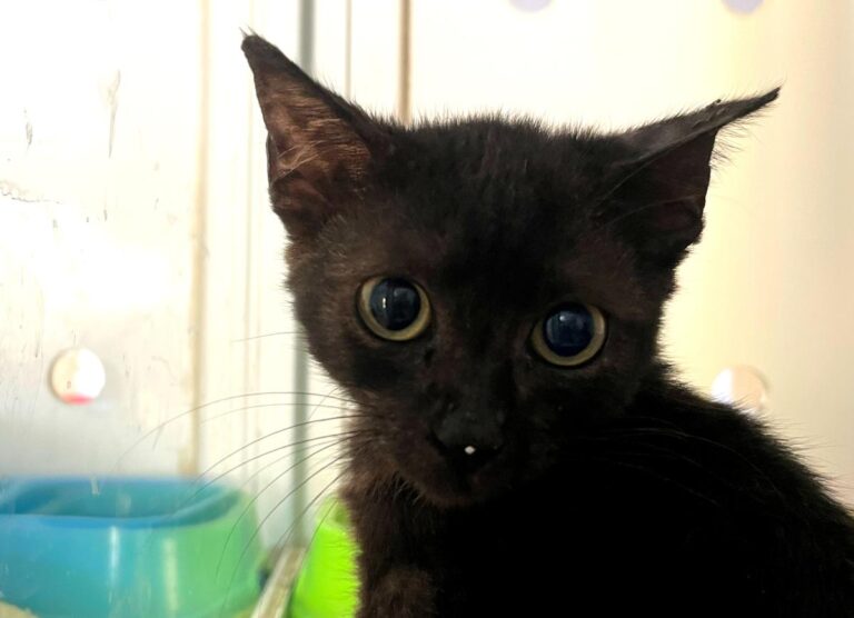 multimedia-foto85447-561-1