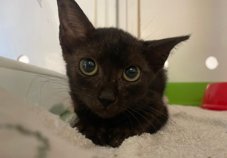 multimedia-foto85448-562-1