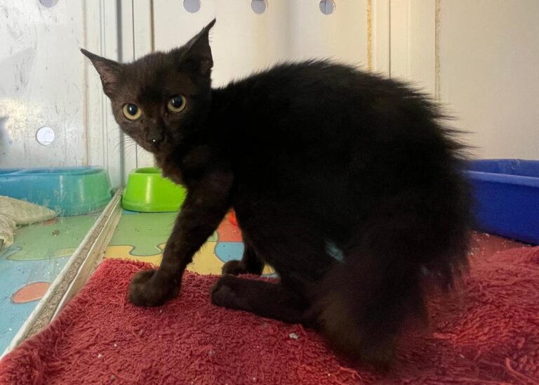 multimedia-foto85449-562-1