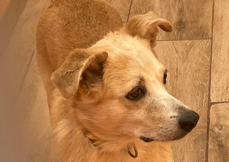 multimedia-foto85468-367-1