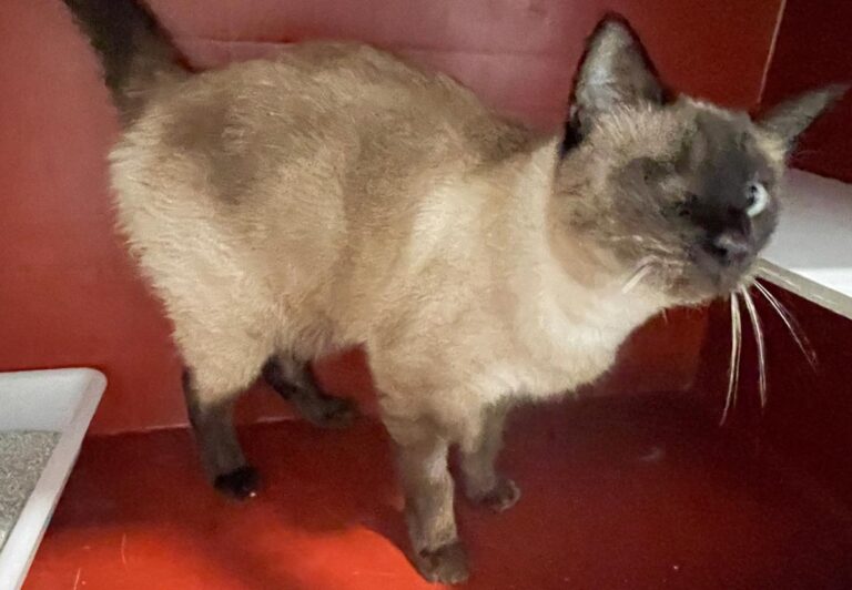 multimedia-foto85480-867-1