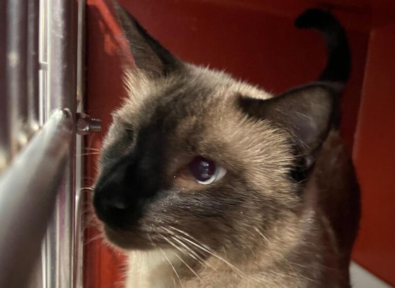 multimedia-foto85481-867-1