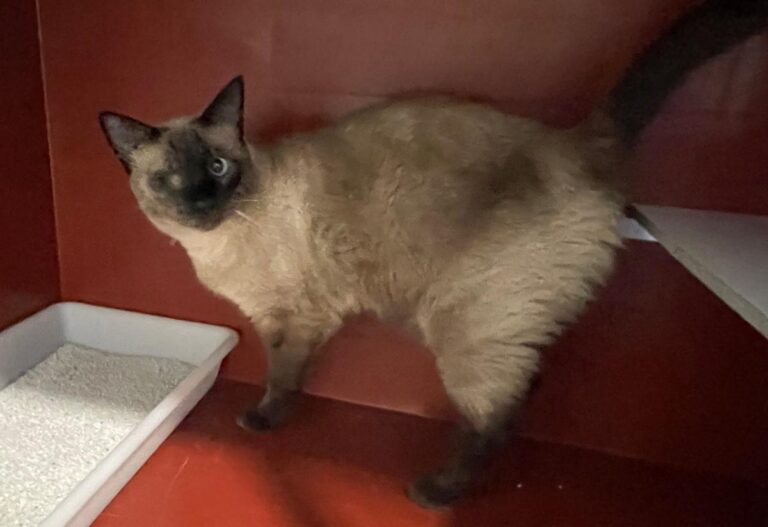 multimedia-foto85482-868-1