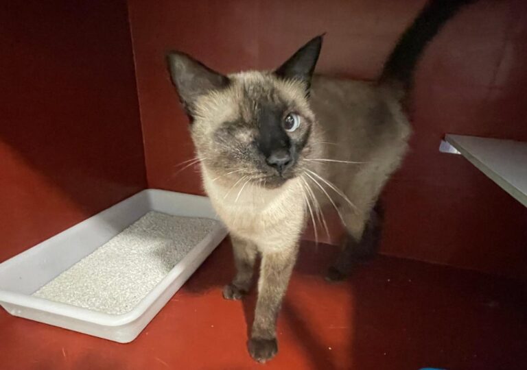 multimedia-foto85483-868-1