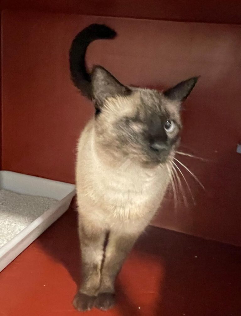 multimedia-foto85484-868-1