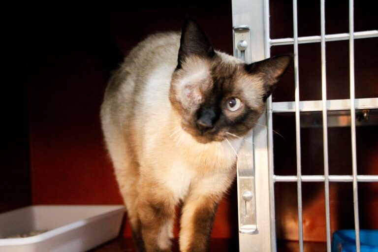 multimedia-foto85486-868-1