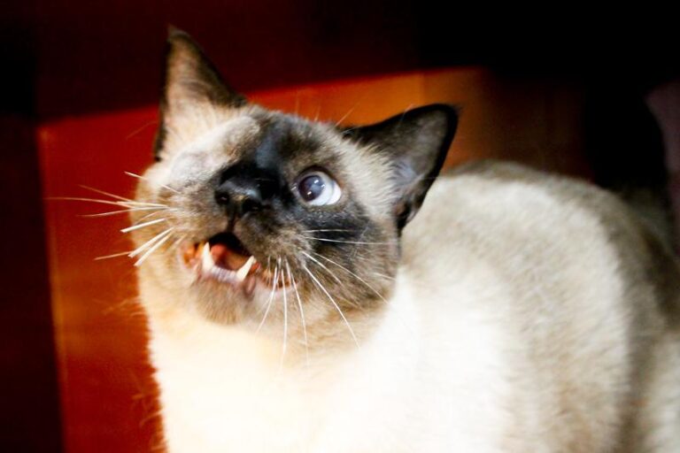 multimedia-foto85487-868-1