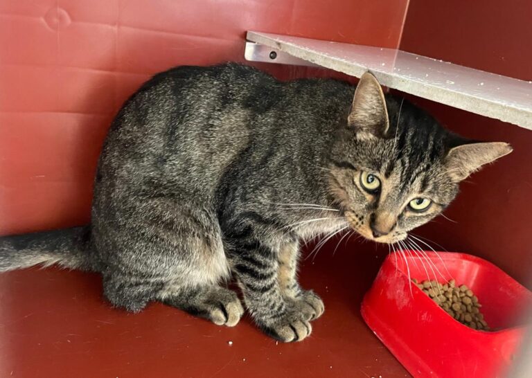 multimedia-foto85500-928-1