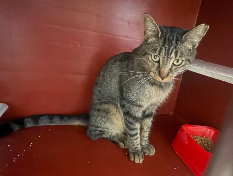 multimedia-foto85501-928-1