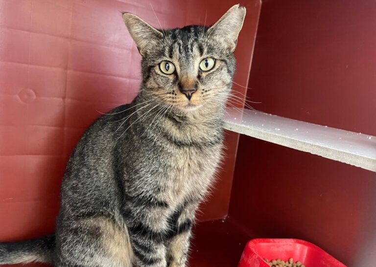 multimedia-foto85502-928-1