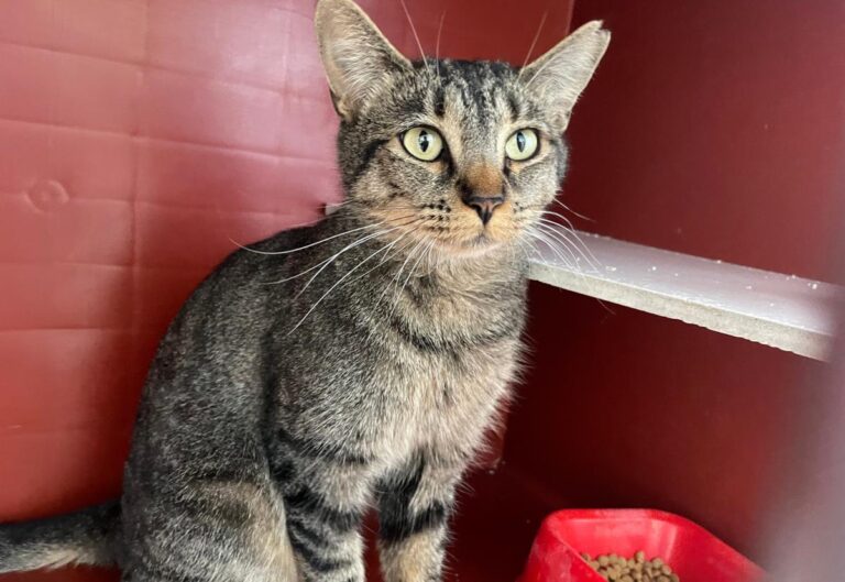 multimedia-foto85503-928-1