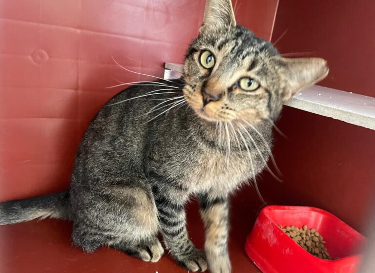 multimedia-foto85504-929-1