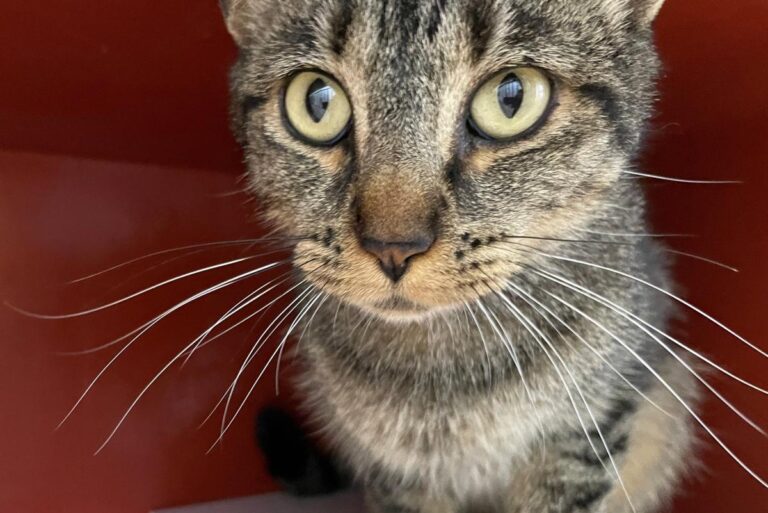 multimedia-foto85505-929-1