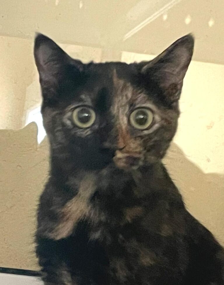 multimedia-foto85601-666-1