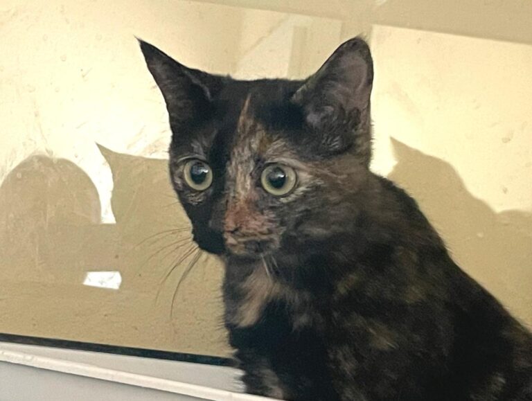 multimedia-foto85602-666-1