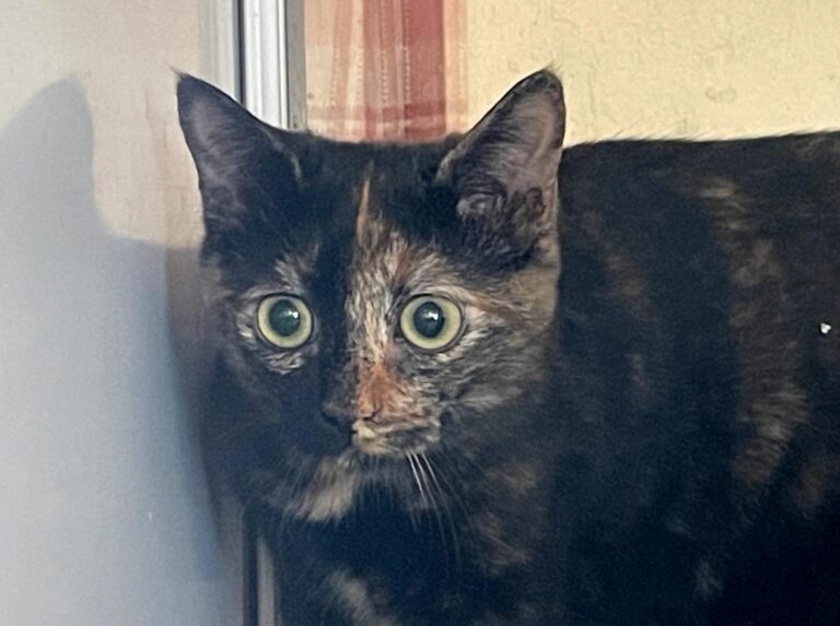 multimedia-foto85603-666-1