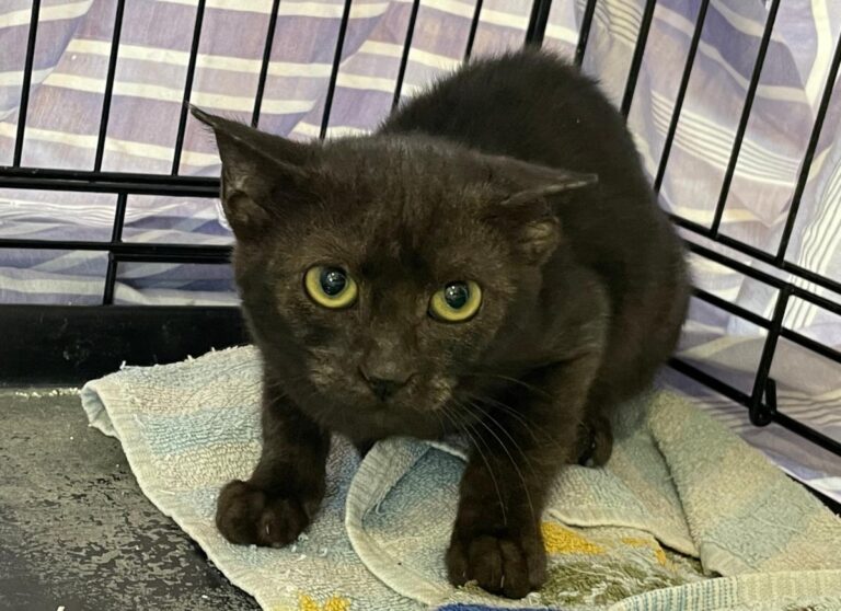 multimedia-foto85606-731-1