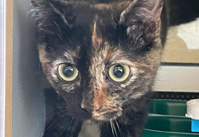 multimedia-foto85607-178-1