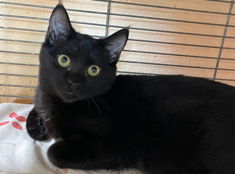 multimedia-foto85609-833-1