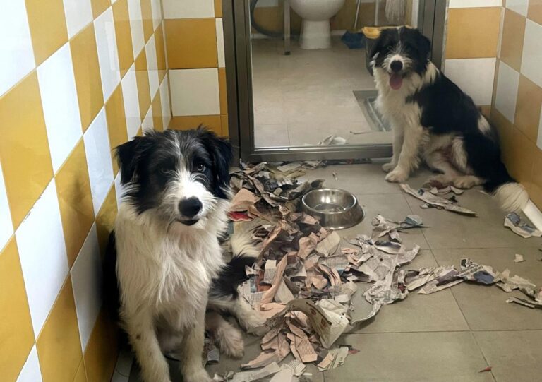 multimedia-foto85623-314-1