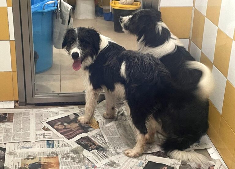 multimedia-foto85624-314-1