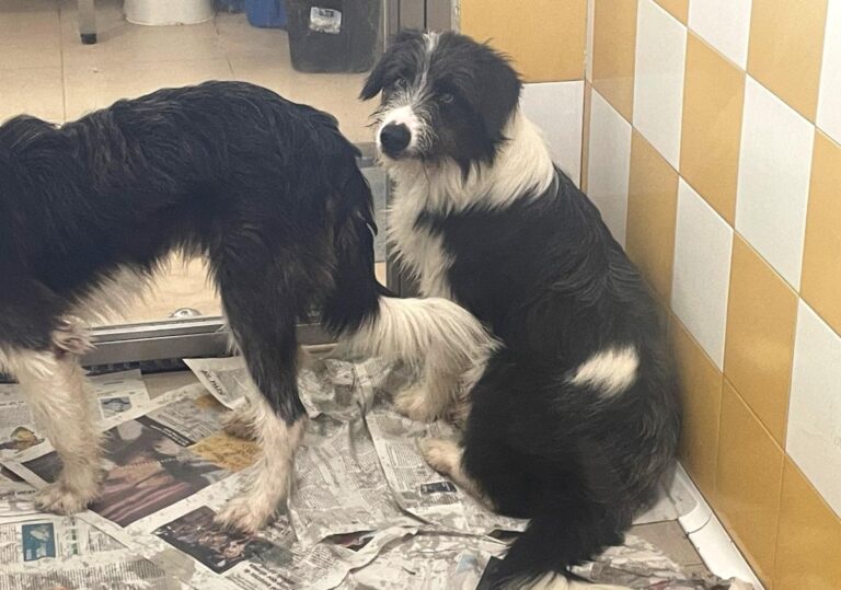 multimedia-foto85626-314-1