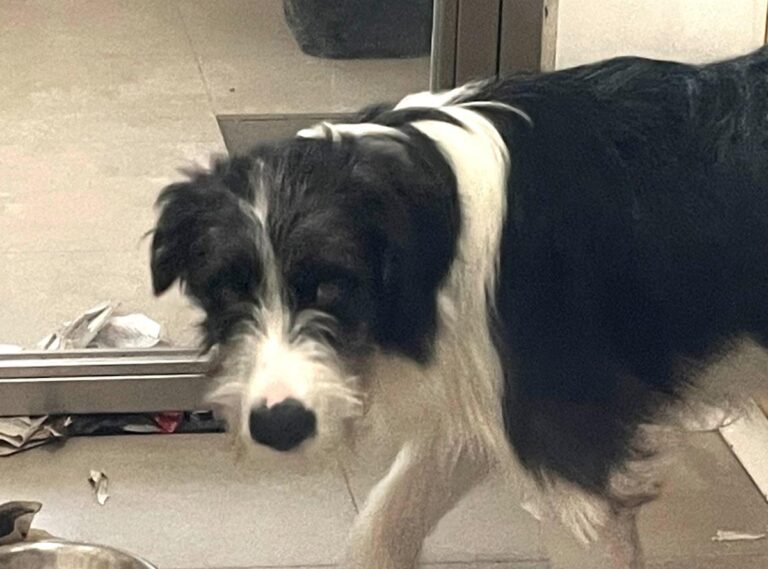 multimedia-foto85630-315-1