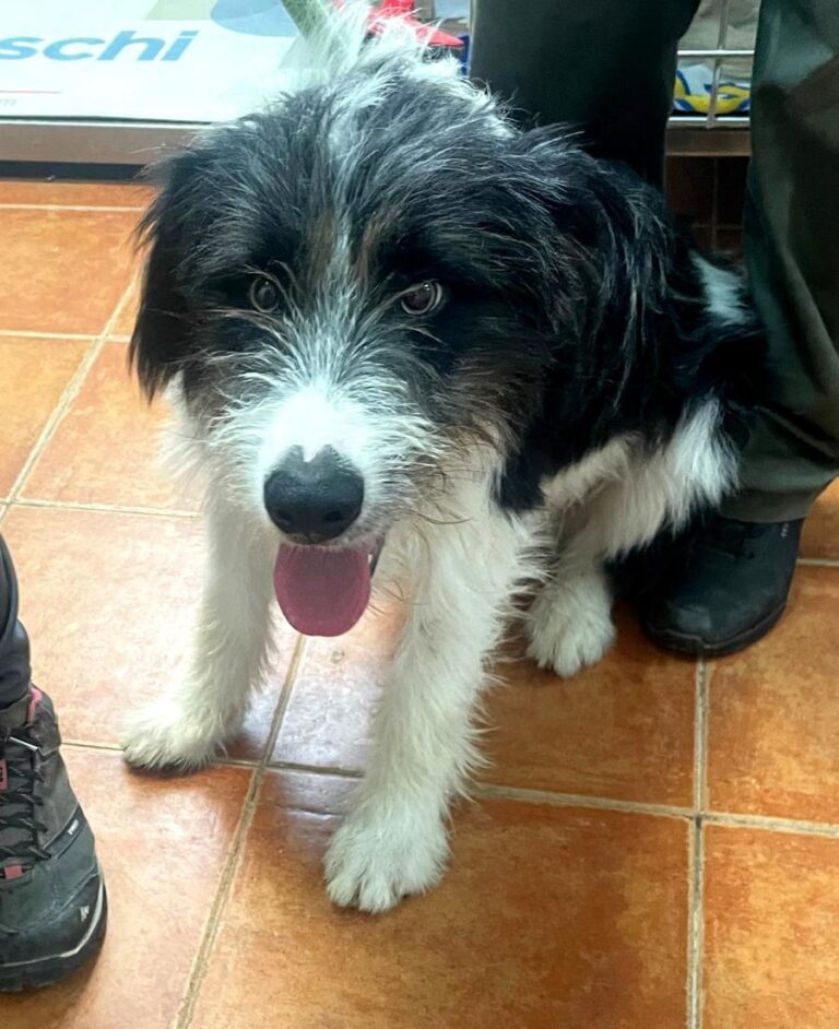 multimedia-foto85634-511-1