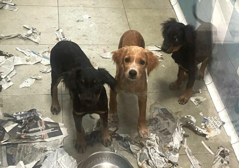 multimedia-foto85639-96-1