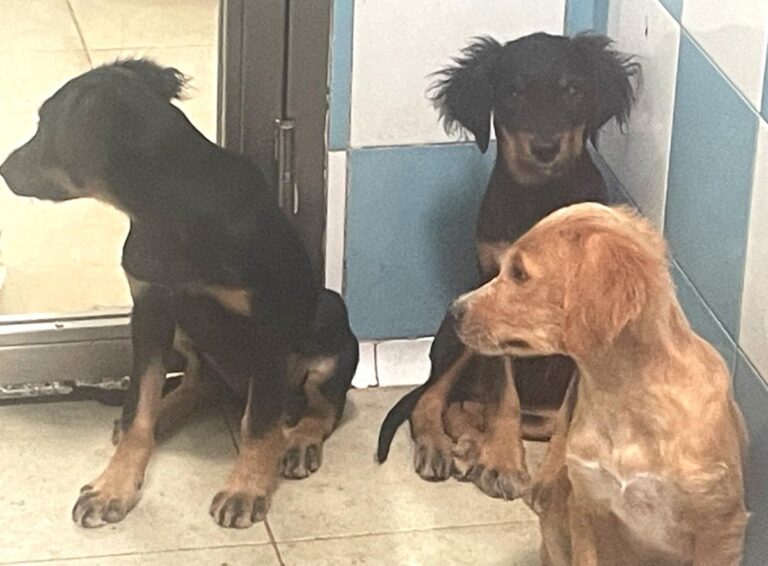 multimedia-foto85645-97-1