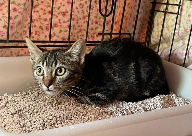 multimedia-foto85679-763-1