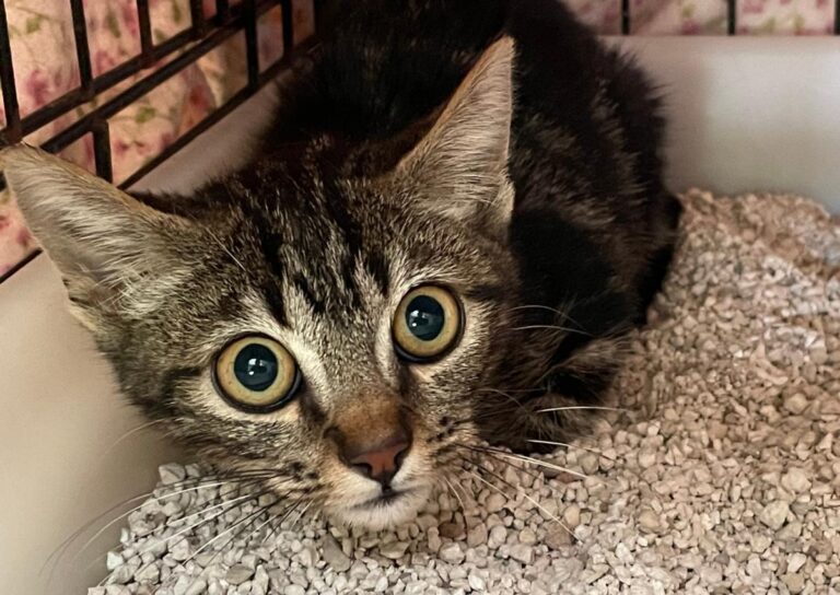 multimedia-foto85680-763-1