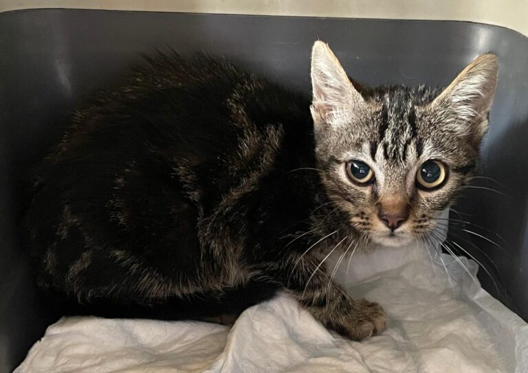 multimedia-foto85681-763-1