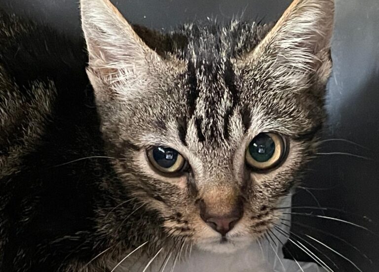 multimedia-foto85682-764-1