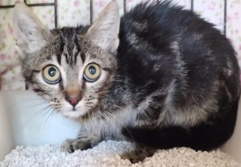 multimedia-foto85684-764-1