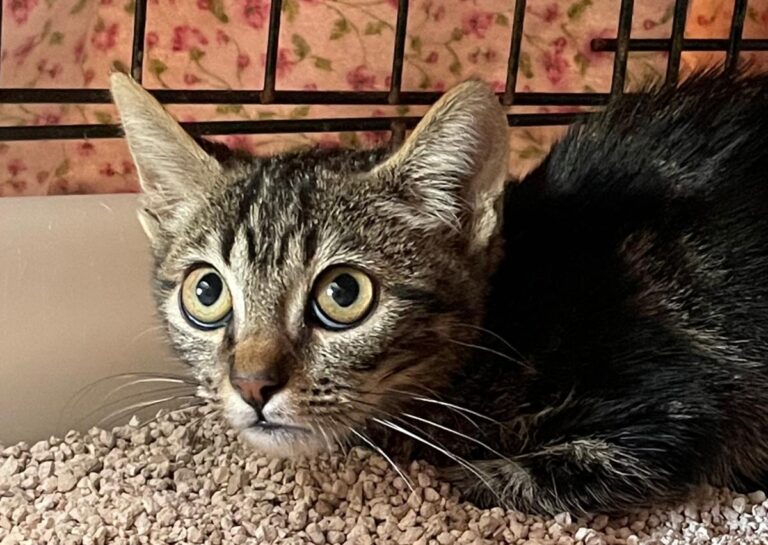 multimedia-foto85685-764-1