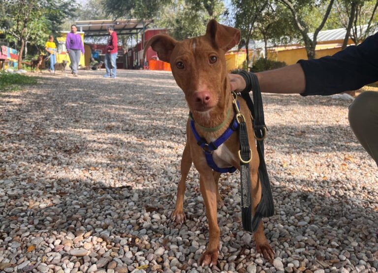 multimedia-foto85692-727-1