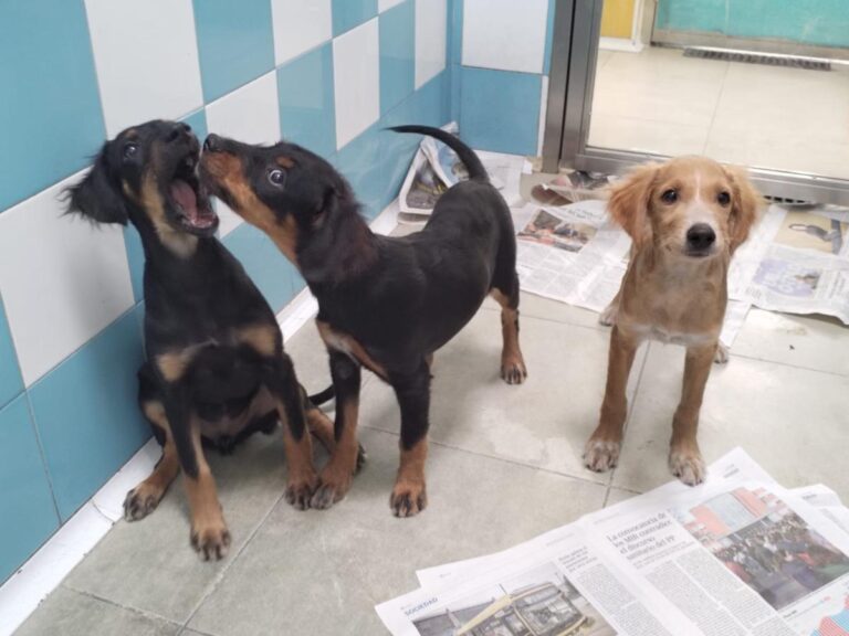 multimedia-foto85722-101-1