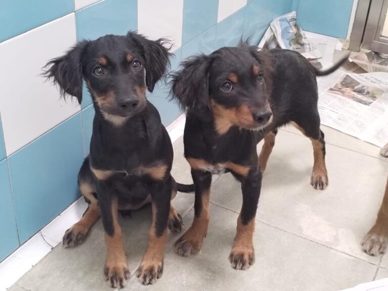 multimedia-foto85724-101-1