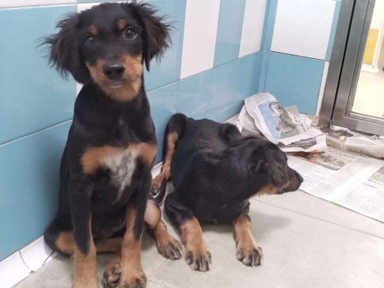 multimedia-foto85725-102-1