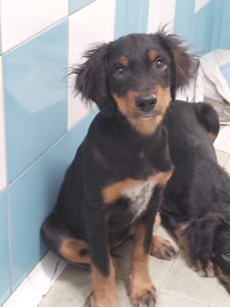 multimedia-foto85726-102-1